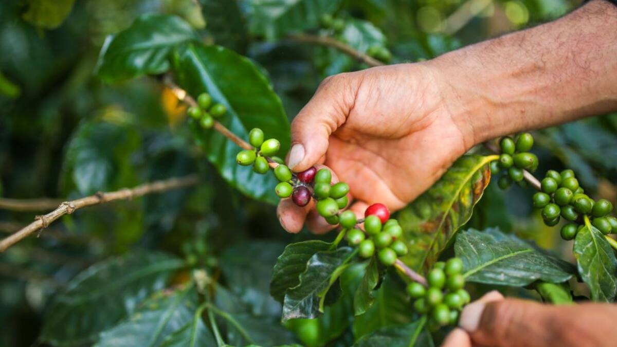 Exceso de lluvias pasaron factura a la producción de café en octubre en Colombia