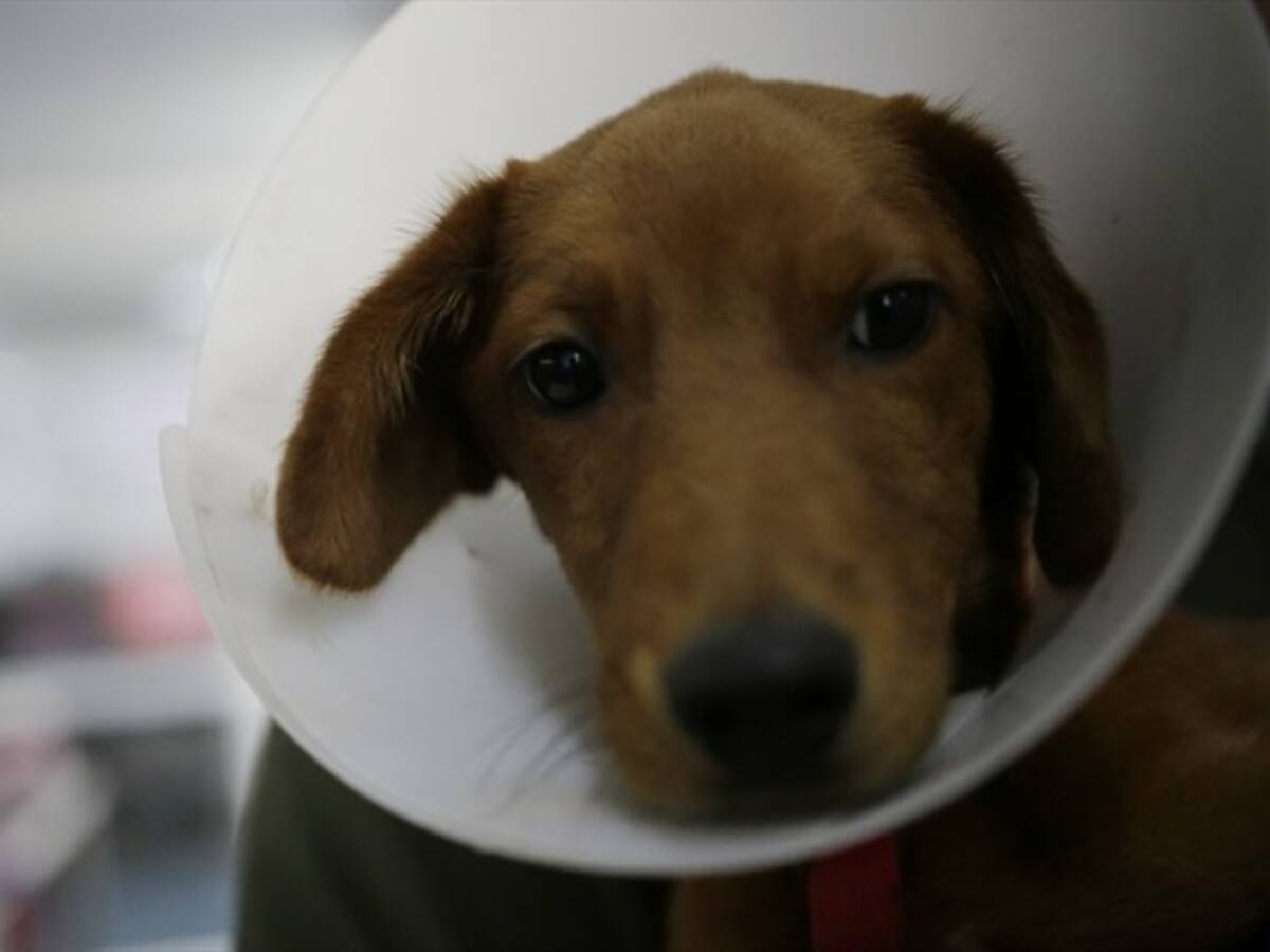 Más de mil animales en condición de calle han sido atendidos durante la pandemia