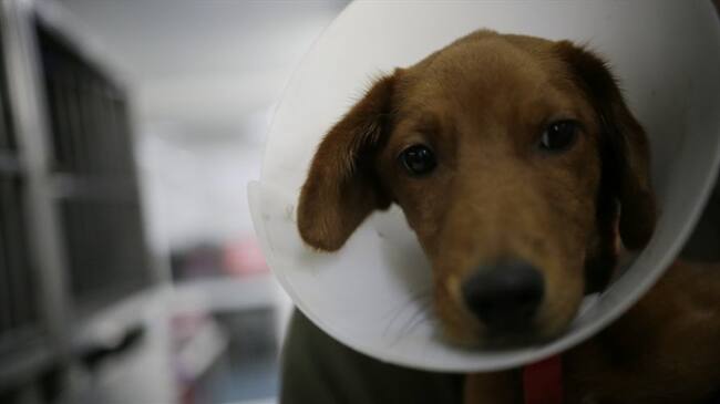 Han sido atendidos 1.035 perros y gatos en estado de calle o en situaciones de vulnerabilidad. Foto: Colprensa