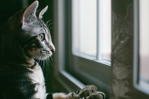 La Federación Internacional Felina cierra sus puertas a los gatos rusos. Foto: Getty