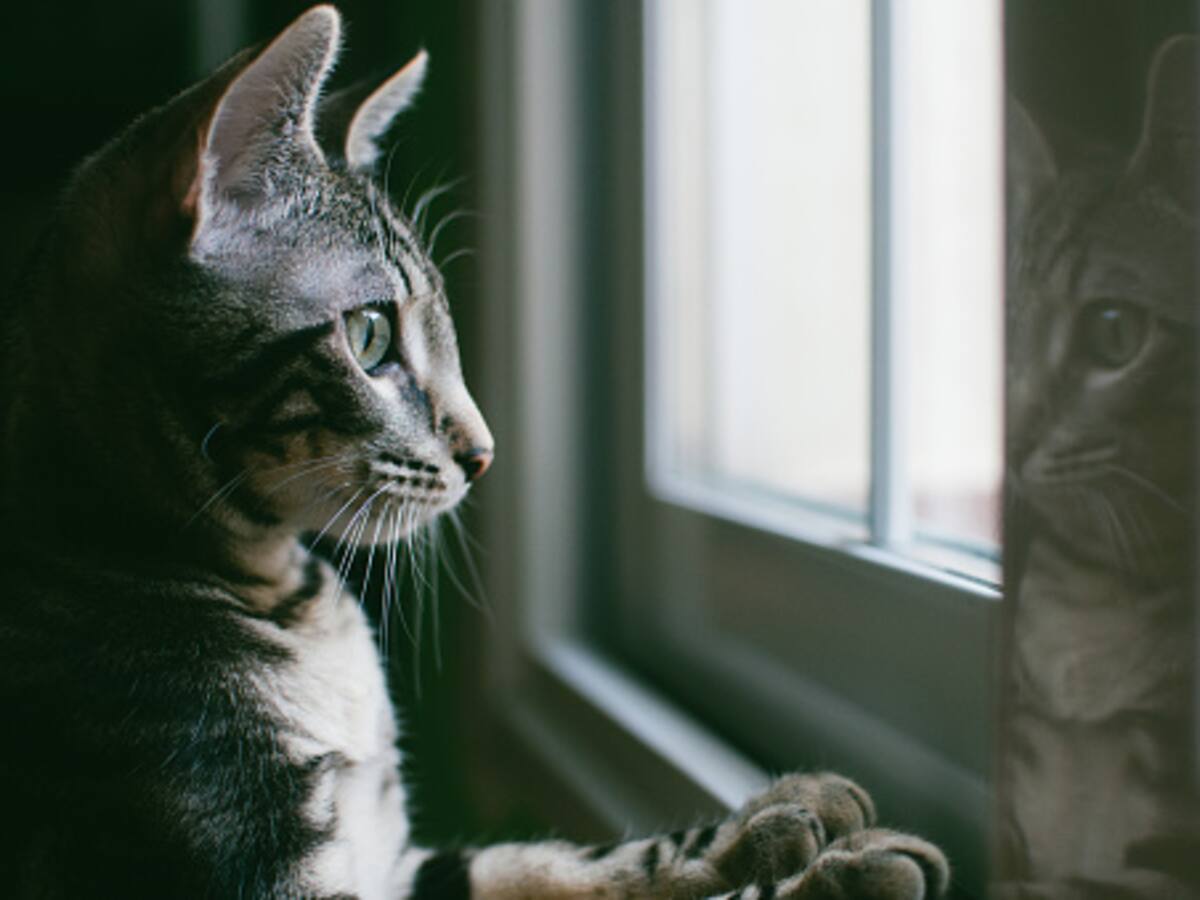 La Federación Internacional Felina cierra sus puertas a los gatos rusos