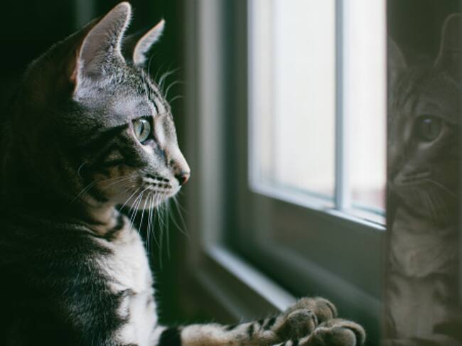 La Federación Internacional Felina cierra sus puertas a los gatos rusos. Foto: Getty