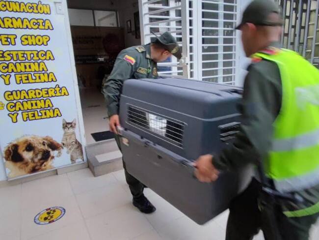 Perro que había sido enterrado vivo y que fue rescatado por la Policía. Foto: Policía Huila