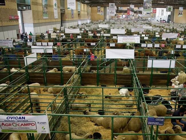 El primer día de Agroexpo en 2007, la yegua fue ubicada en su pesebrera en Corferias y murió fulminantemente. Foto: Colprensa