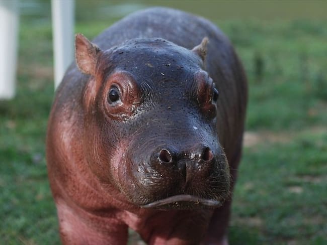 Ecosistemas artificiales, la posible propuesta para controlar problemática de hipopótamos