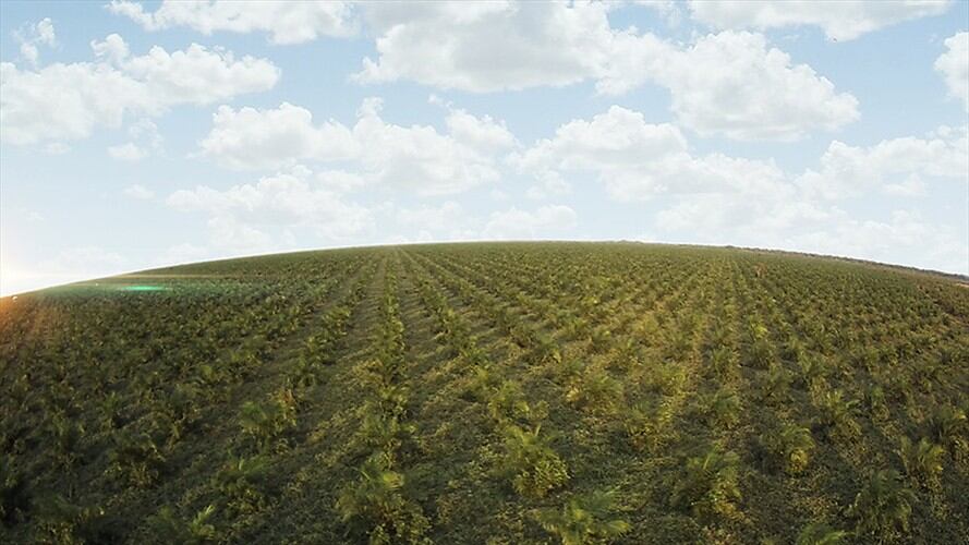 Caldas libre de cultivos de coca. Foto: Colprensa