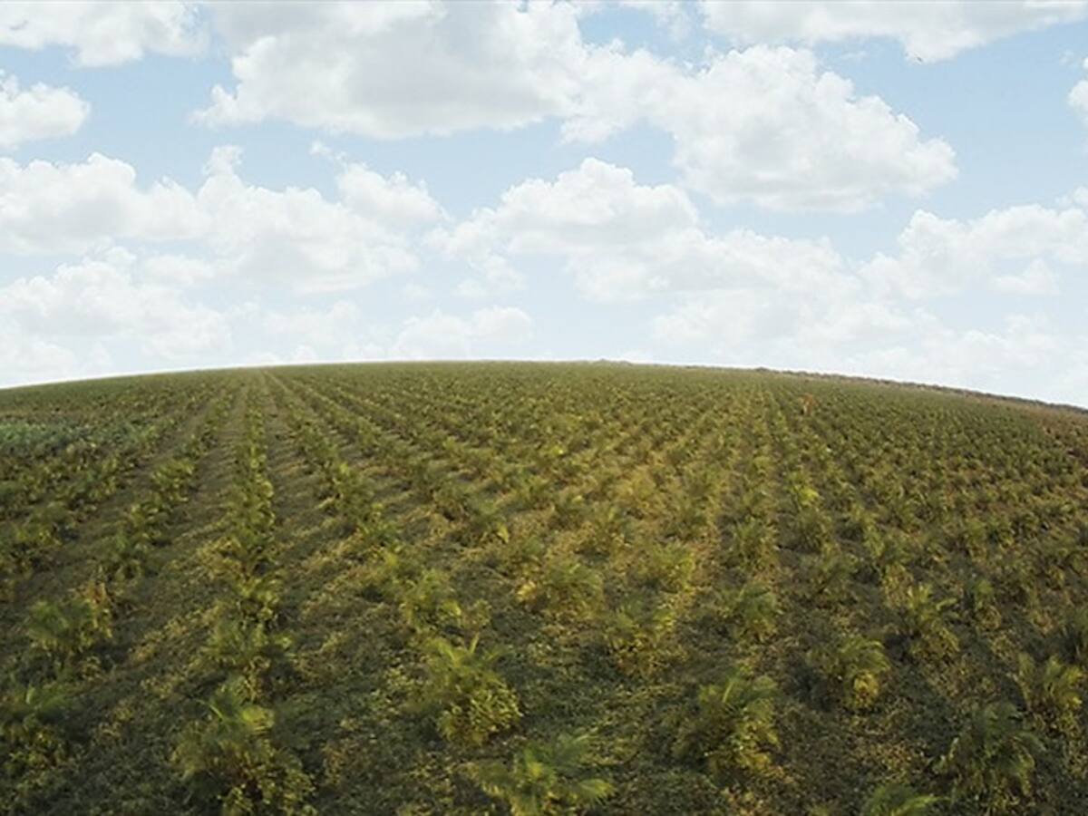 Caldas libre de cultivos de coca