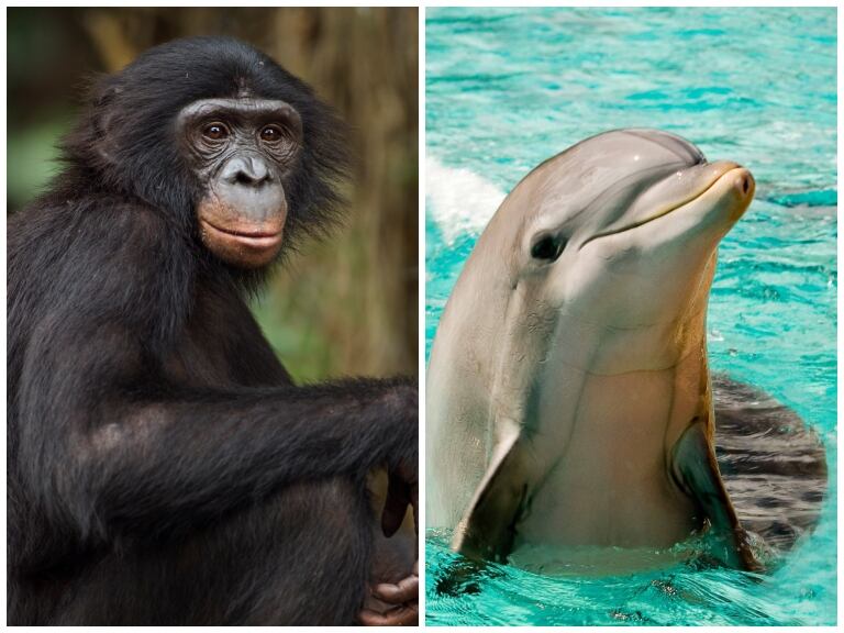 A la izquierda, imagen de un chimpancé pigmeo o bonobo. A la derecha, foto de un delfín (Fotos vía GettyImages)