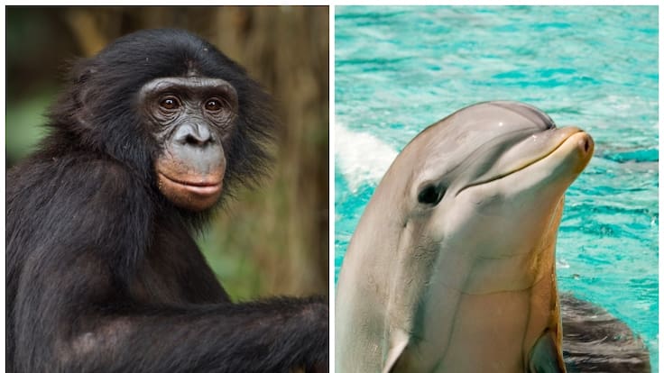 A la izquierda, imagen de un chimpancé pigmeo o bonobo. A la derecha, foto de un delfín (Fotos vía GettyImages)