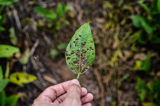 Declarada la primera cuarentena en finca de la Zona Bananera por presencia de la enfermedad Fusarium Raza 4 tropical. Foto: Getty