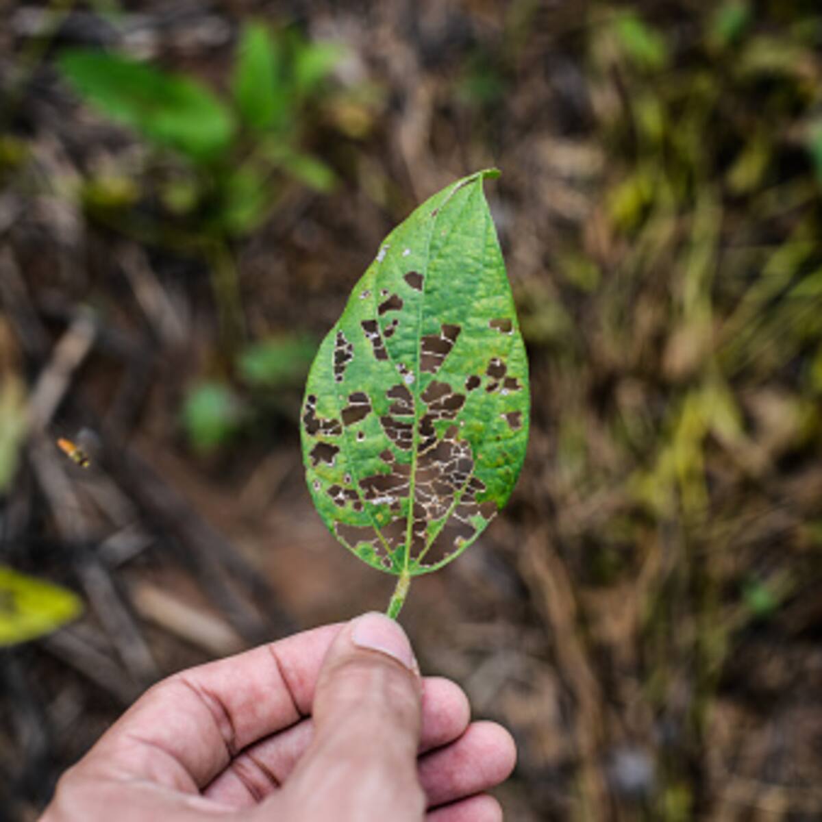 Declarada la primera cuarentena por presencia de la enfermedad Fusarium Raza 4 tropical