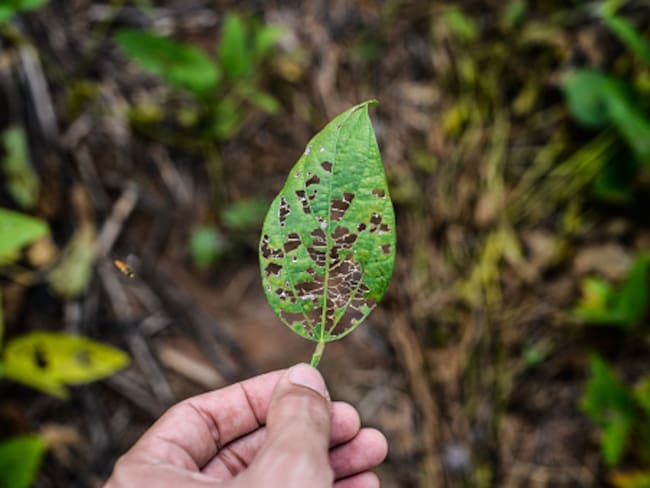 Declarada la primera cuarentena en finca de la Zona Bananera por presencia de la enfermedad Fusarium Raza 4 tropical. Foto: Getty