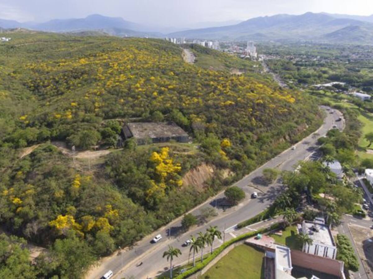 Niegan solicitud de aprovechamiento forestal a constructora Amarilo en Cúcuta