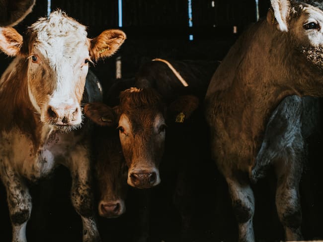 Imagen de referencia de carne bovina. Foto: Getty Images.