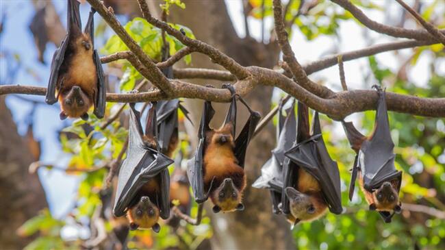 Joven se volvió viral por consumir sopa de murciélago . Foto: Getty Images