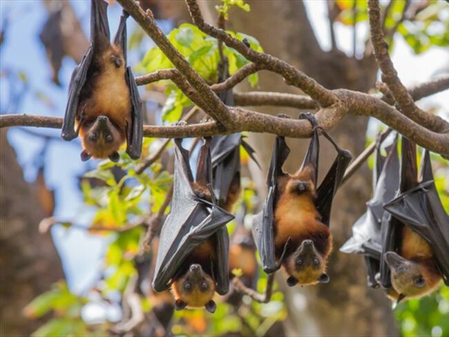 Joven se volvió viral por consumir sopa de murciélago . Foto: Getty Images