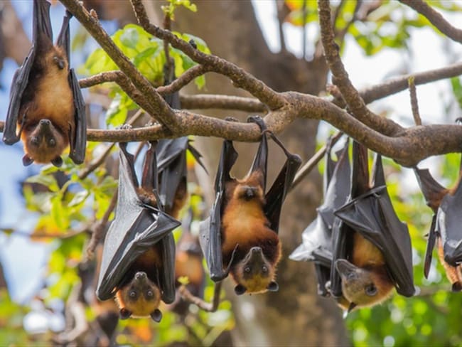 Joven se volvió viral por consumir sopa de murciélago . Foto: Getty Images