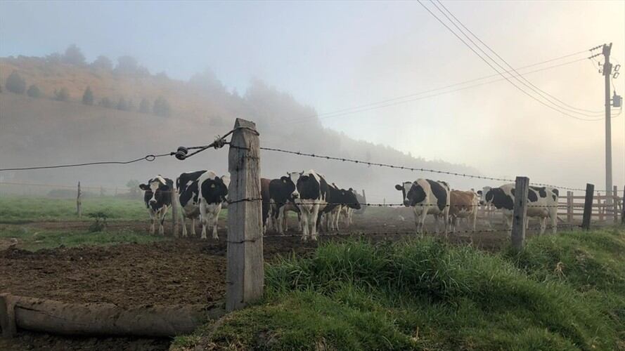 Las hortalizas y cultivo de papa los más afectados en el centro de Boyacá.   Foto: La W