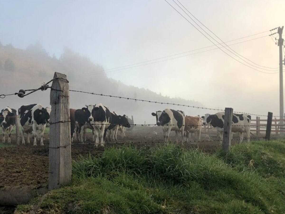 Se duplican afectaciones en cultivos y disminuye producción de leche en Boyacá por heladas