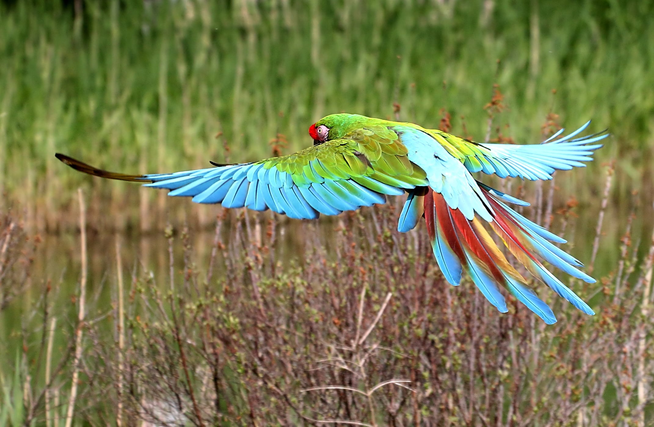 Guacamayo militar. Foto: Getty Images.