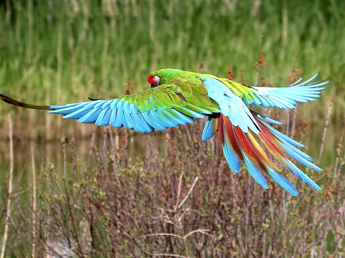 Estos son cinco animales que están en peligro de extinción en 2025: ¿alguno está en Colombia?