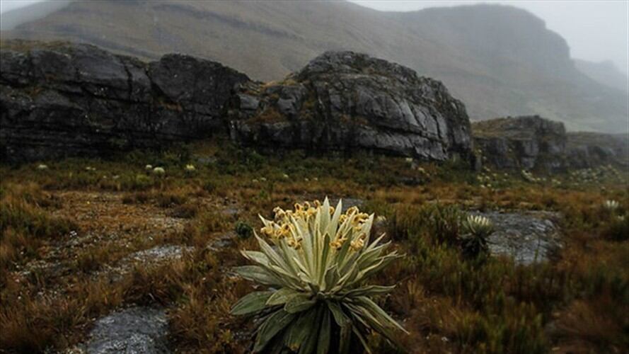 A propósito del daño ambiental que desconocidos ocasionaron este año al páramo de Siscuncí – Ocetá, en Monguí donde fueron quemados un número considerable de frailejones.. Foto: Corpoboyacá