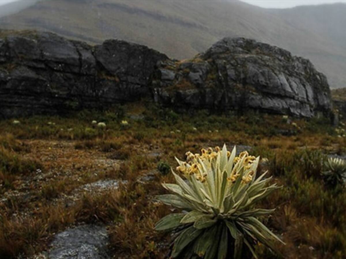 Corpoboyacá ha realizado 165 operativos por afectaciones ambientales en 2020