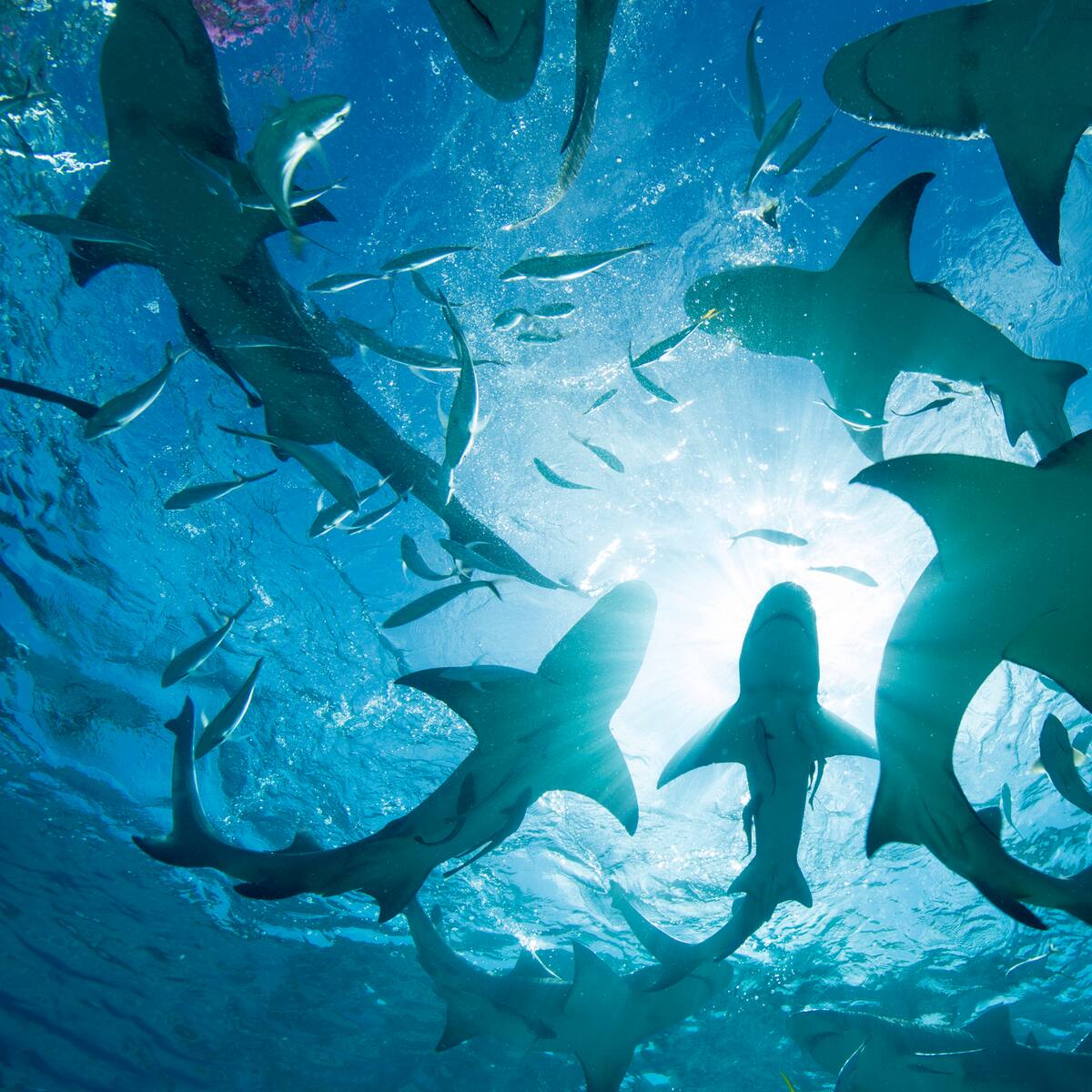 Detectan tiburones con cocaína en su organismo en Brasil, ¿a qué se debe esto?