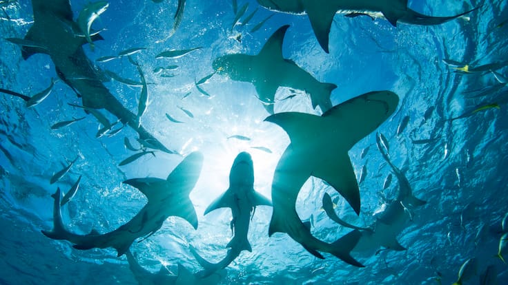 Detectan tiburones con cocaína en su organismo en Brasil, ¿a qué se debe esto?