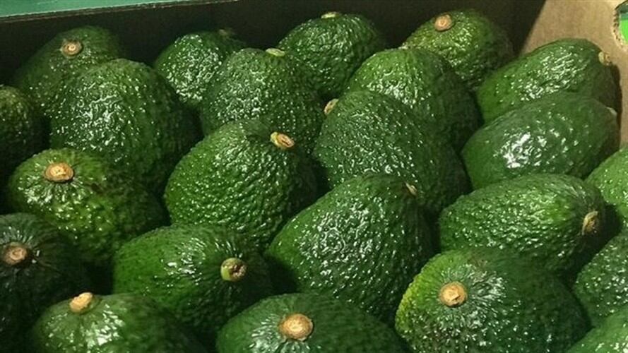 Sociedad Portuaria de Buenaventura confirmó importante envió de aguacate Hass a China. Foto: Colprensa