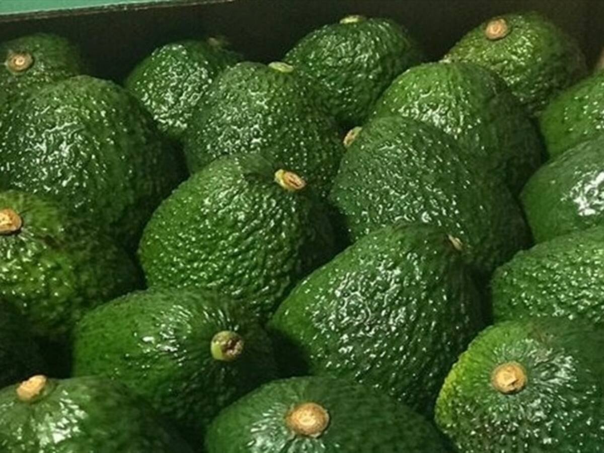 Sociedad Portuaria de Buenaventura confirmó importante envío de aguacate hass a China