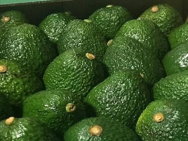 Sociedad Portuaria de Buenaventura confirmó importante envió de aguacate Hass a China. Foto: Colprensa