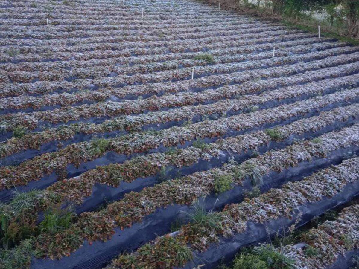 Piden apoyo para más de 120 campesinos afectados por heladas en Aquitania