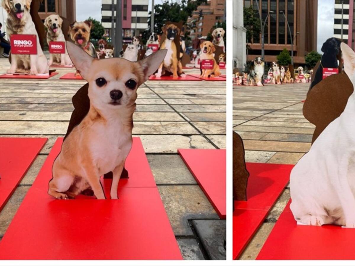 Emotivos carteles invadieron Bogotá para promover la adopción responsable de mascotas