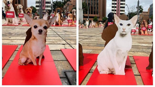 Emotivos carteles invadieron Bogotá para promover la adopción responsable de mascotas. Foto: cortesía