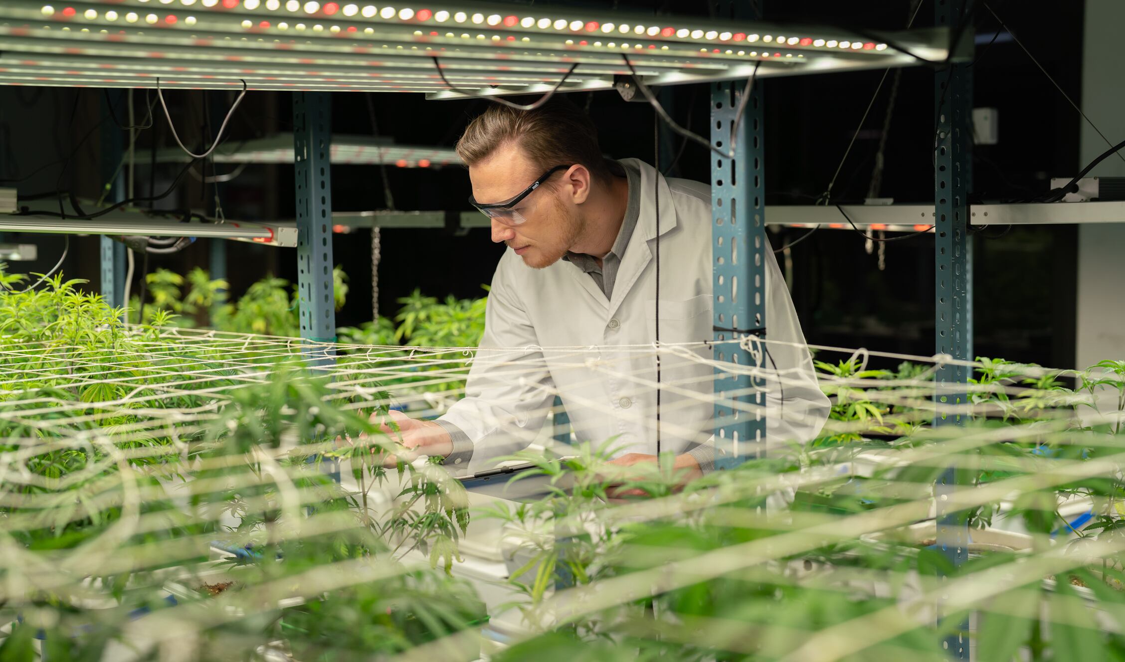 Sector del cáñamo industrial imagen de referencia. Foto: Getty Images.