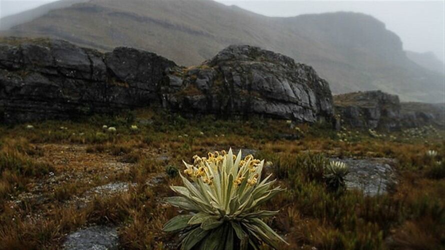 La expedición será apoyada por Parques Naturales, organizaciones no gubernamentales, Corpoboyacá y organizaciones campesinas e indígenas. . Foto: Colprensa