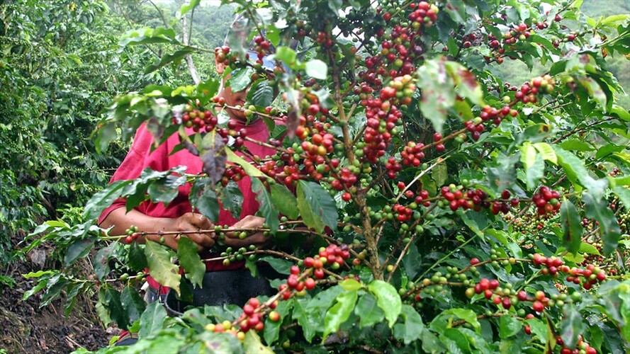 Producción de café cayó 16% para agosto por las manifestaciones. Foto: Colprensa