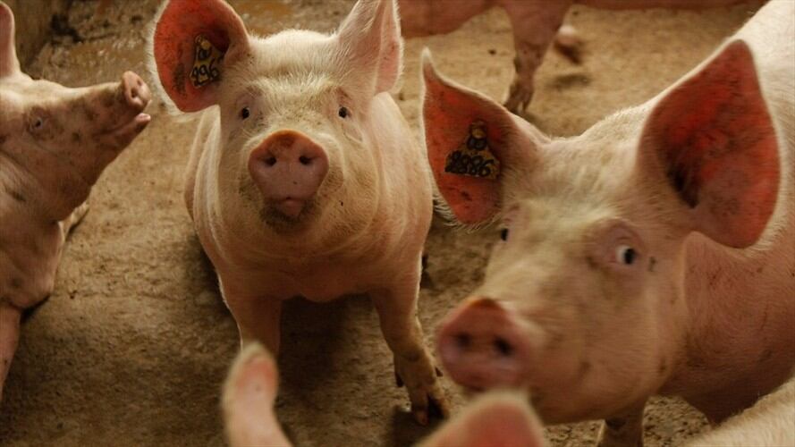 Avances del plan de contingencia para prevenir el ingreso de la Peste Porcina Africana. Foto: Colprensa