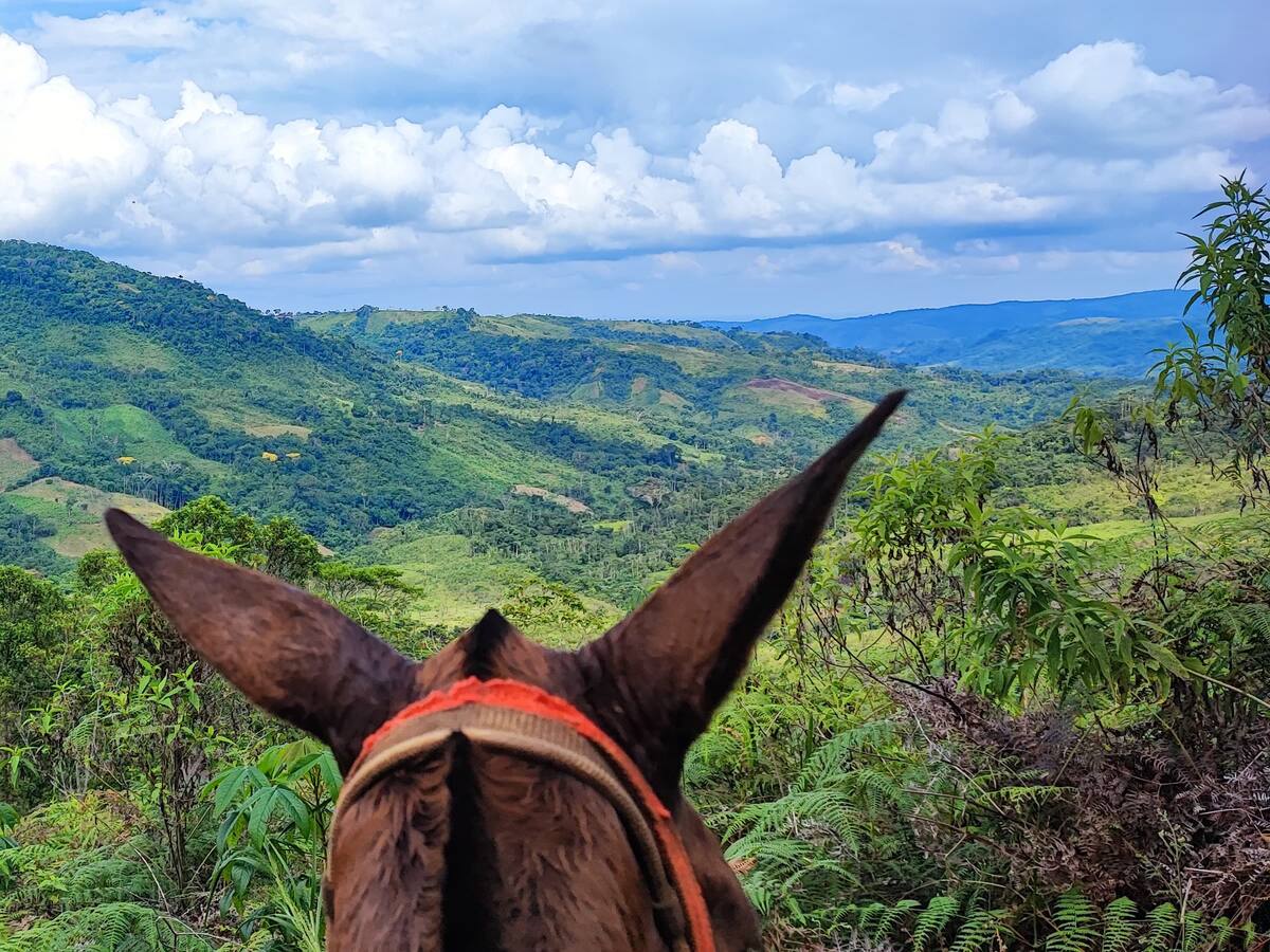 Córdoba: inicia intervención de restitución de tierras en zona de protección ambiental