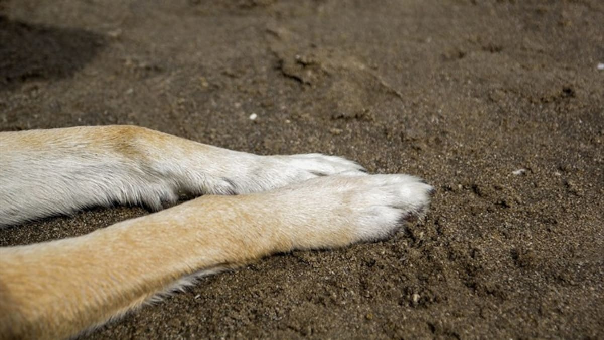 Se conoce un nuevo caso de maltrato animal en Santa Marta