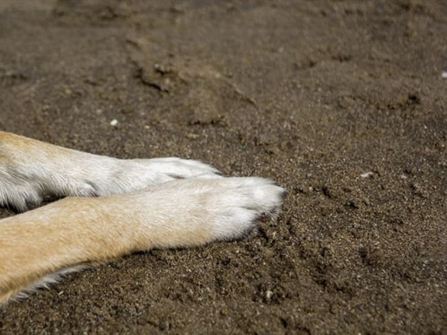 Imagen de referencia de maltrato animal. Foto: Getty Images / Kinga Krzeminska