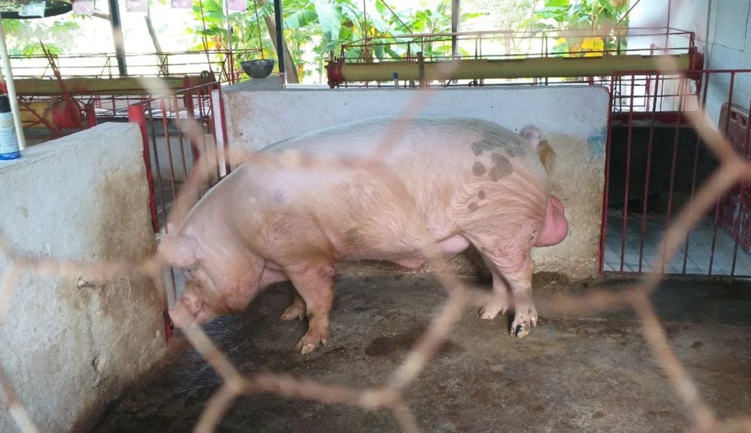 Cerdo, imagen de referencia. Cortesía: CAM