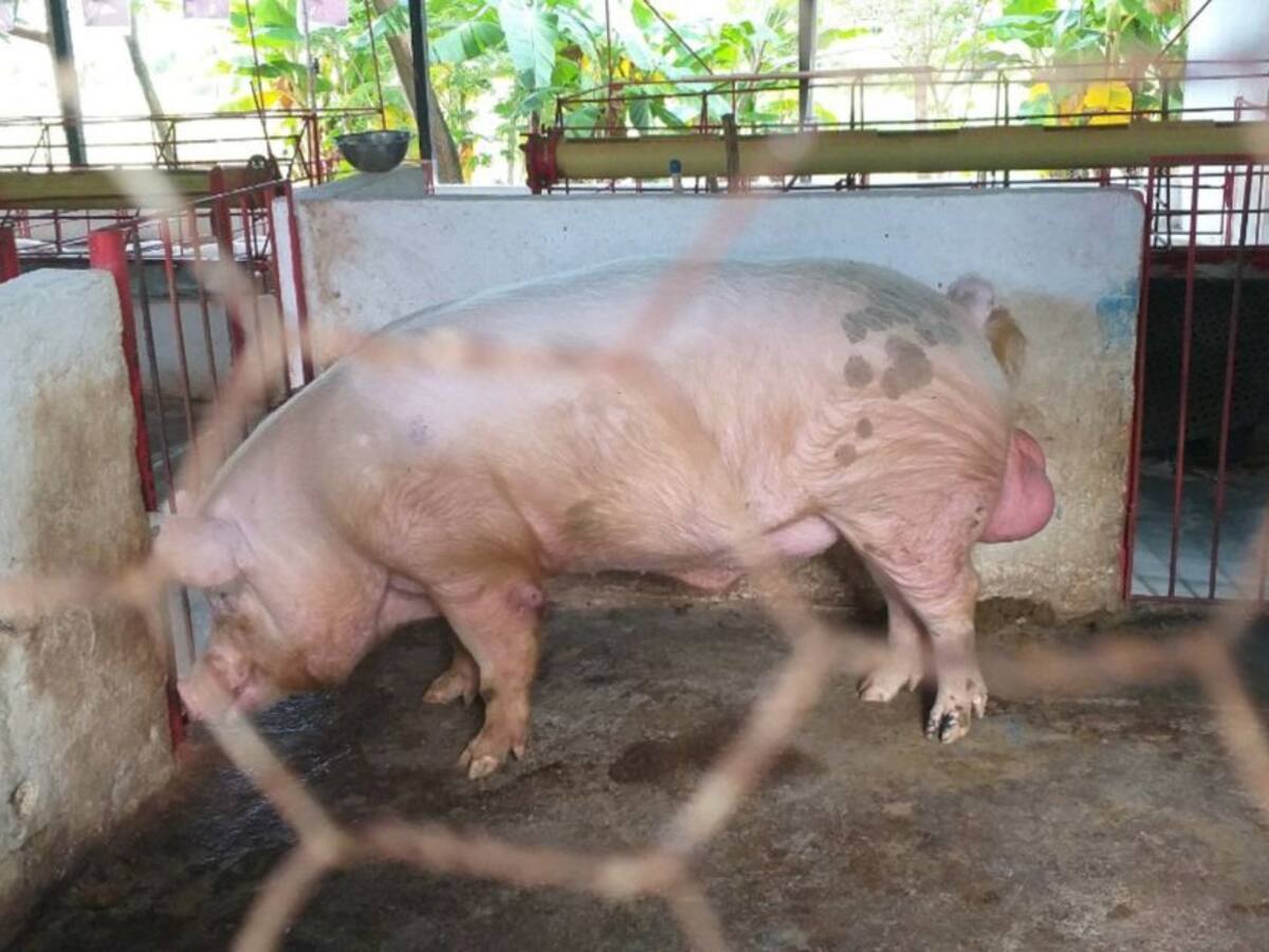 Subió el precio de la carne de cerdo por no tener planta de sacrificio en Santander