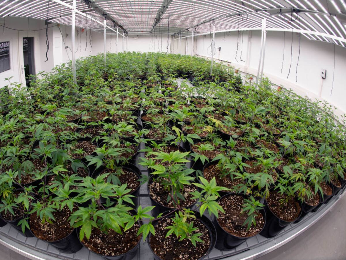 Incautaron en megaoperativo 57 toneladas de marihuana, la mayor de historia de Paraguay