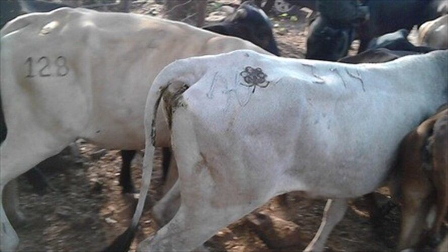 Ganaderos reportan más de 3 mil reses muertas por sequía en Córdoba. Foto: Colprensa