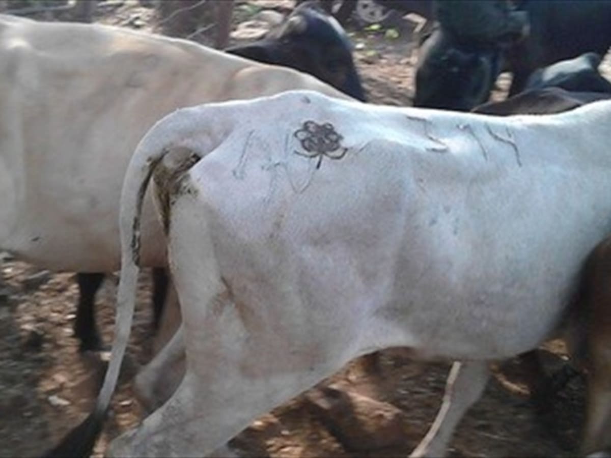 Ganaderos reportan más de 3 mil reses muertas por sequía en Córdoba