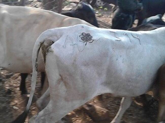 Ganaderos reportan más de 3 mil reses muertas por sequía en Córdoba. Foto: Colprensa