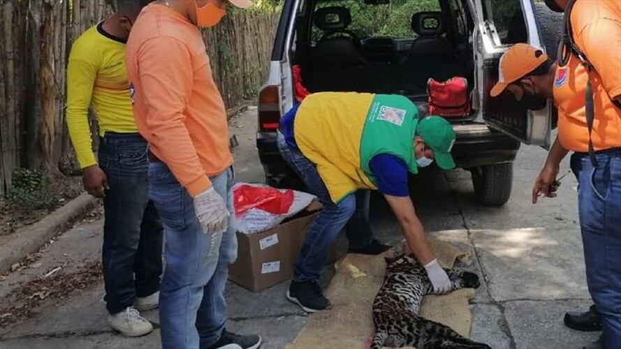 CAS TIGRILLO. Foto: CAS.