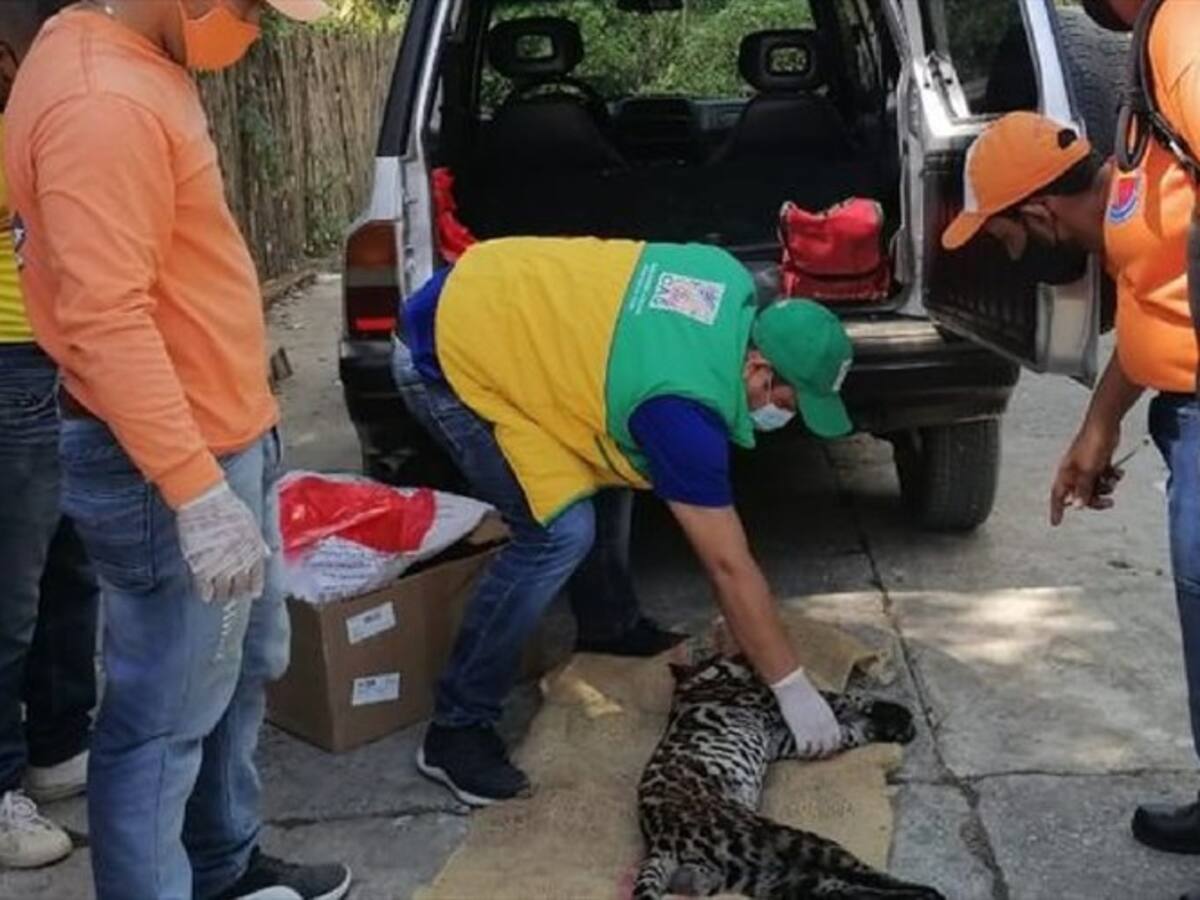 Otro tigrillo muerto en vías de Santander